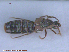  ( - UAM:Ento:152483)  @12 [ ] CreativeCommons - Attribution Non-Commercial No Derivatives (2015) Derek Sikes University of Alaska Museum