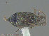  ( - UAM:Ento:152315)  @14 [ ] CreativeCommons - Attribution Non-Commercial No Derivatives (2014) Derek Sikes University of Alaska Museum