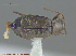  (Unamis sp - UAM:Ento:152313)  @14 [ ] CreativeCommons - Attribution Non-Commercial No Derivatives (2014) Derek Sikes University of Alaska Museum