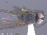  ( - UAM:Ento:151839)  @12 [ ] CreativeCommons - Attribution Non-Commercial No Derivatives (2015) Derek Sikes University of Alaska Museum