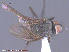  ( - UAM:Ento:153415)  @12 [ ] CreativeCommons - Attribution Non-Commercial No Derivatives (2015) Derek Sikes University of Alaska Museum