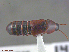  ( - UAM:Ento:152340)  @12 [ ] CreativeCommons  Attribution Non-Commercial No Derivatives (2016) Derek Sikes University of Alaska Museum