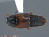 ( - UAM:Ento:161352)  @11 [ ] CreativeCommons - Attribution Non-Commercial No Derivatives (2014) Derek Sikes University of Alaska Museum