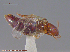  (Carphacis sp - UAM:Ento:161368)  @11 [ ] CreativeCommons - Attribution Non-Commercial No Derivatives (2014) Derek Sikes University of Alaska Museum