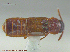  ( - UAM:Ento:161349)  @12 [ ] CreativeCommons - Attribution Non-Commercial No Derivatives (2014) Derek Sikes University of Alaska Museum