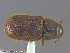  (Dendroctonus punctatus - UAM:Ento:162862)  @14 [ ] CreativeCommons - Attribution Non-Commercial No Derivatives (2014) Derek Sikes University of Alaska Museum