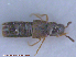  ( - UAM:Ento:167756)  @12 [ ] CreativeCommons - Attribution Non-Commercial No Derivatives (2015) Derek Sikes University of Alaska Museum