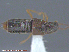  ( - UAM:Ento:167754)  @12 [ ] CreativeCommons - Attribution Non-Commercial No Derivatives (2015) Derek Sikes University of Alaska Museum