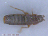  (Oxypoda subpolaris - UAM:Ento:167635)  @13 [ ] CreativeCommons - Attribution Non-Commercial No Derivatives (2015) Derek Sikes University of Alaska Museum