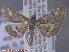  ( - UAM:Ento:166919)  @13 [ ] CreativeCommons - Attribution Non-Commercial No Derivatives (2015) Derek Sikes University of Alaska Museum