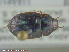  (Hydrobius sp - UAM:Ento:166547)  @13 [ ] CreativeCommons - Attribution Non-Commercial No Derivatives (2014) Derek Sikes University of Alaska Museum