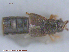  ( - UAM:Ento:166049)  @12 [ ] CreativeCommons - Attribution Non-Commercial No Derivatives (2015) Derek Sikes University of Alaska Museum