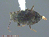  ( - UAM:Ento:164946)  @11 [ ] CreativeCommons - Attribution Non-Commercial No Derivatives (2014) Derek Sikes University of Alaska Museum
