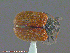  ( - UAM:Ento:163379)  @13 [ ] CreativeCommons - Attribution Non-Commercial No Derivatives (2014) Derek Sikes University of Alaska Museum