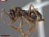  ( - UAM:Ento:163389)  @11 [ ] CreativeCommons  Attribution Non-Commercial No Derivatives (2024) Derek Sikes University of Alaska Museum