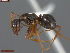  ( - UAM:Ento:163410)  @11 [ ] CreativeCommons  Attribution Non-Commercial No Derivatives (2024) Derek Sikes University of Alaska Museum