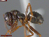  ( - UAM:Ento:163388)  @11 [ ] CreativeCommons  Attribution Non-Commercial No Derivatives (2024) Derek Sikes University of Alaska Museum