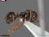  ( - UAM:Ento:163394)  @11 [ ] CreativeCommons  Attribution Non-Commercial No Derivatives (2024) Derek Sikes University of Alaska Museum