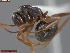  ( - UAM:Ento:163387)  @11 [ ] CreativeCommons  Attribution Non-Commercial No Derivatives (2024) Derek Sikes University of Alaska Museum