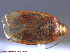  ( - UAM:Ento:168040)  @11 [ ] CreativeCommons - Attribution Non-Commercial No Derivatives (2014) Derek Sikes University of Alaska Museum