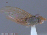  (Pherbellia sp - UAM:Ento:167985)  @11 [ ] CreativeCommons - Attribution Non-Commercial No Derivatives (2015) Derek Sikes University of Alaska Museum
