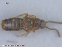  (Boreophilia nomensis - UAM:Ento:170470)  @13 [ ] CreativeCommons - Attribution Non-Commercial No Derivatives (2015) Derek Sikes University of Alaska Museum