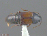  ( - UAM:Ento:206879)  @11 [ ] CreativeCommons  Attribution Non-Commercial No Derivatives (2016) Derek Sikes University of Alaska Museum