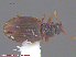  (Latridius minutus group - UAM:Ento:203090)  @12 [ ] CreativeCommons - Attribution Non-Commercial No Derivatives (2015) Derek Sikes University of Alaska Museum