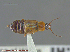  ( - UAM:Ento:212283)  @13 [ ] CreativeCommons - Attribution Non-Commercial No Derivatives (2014) Derek Sikes University of Alaska Museum