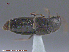  ( - UAM:Ento:212318)  @11 [ ] CreativeCommons - Attribution Non-Commercial No Derivatives (2015) Derek Sikes University of Alaska Museum