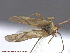  ( - UAM:Ento:211579)  @13 [ ] CreativeCommons - Attribution Non-Commercial No Derivatives (2014) Derek Sikes University of Alaska Museum