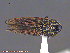  ( - UAM:Ento:211144)  @13 [ ] CreativeCommons - Attribution Non-Commercial No Derivatives (2014) Derek Sikes University of Alaska Museum