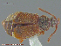  ( - UAM:Ento:212936)  @11 [ ] CreativeCommons - Attribution Non-Commercial No Derivatives (2014) Derek Sikes University of Alaska Museum