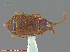 ( - UAM:Ento:212935)  @11 [ ] CreativeCommons - Attribution Non-Commercial No Derivatives (2014) Derek Sikes University of Alaska Museum