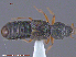  (Bledius sp - UAM:Ento:214065)  @14 [ ] CreativeCommons - Attribution Non-Commercial No Derivatives (2015) Derek Sikes University of Alaska Museum