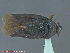  ( - UAM:Ento:214041)  @11 [ ] CreativeCommons - Attribution Non-Commercial No Derivatives (2014) Derek Sikes University of Alaska Museum