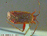  ( - UAM:Ento:213982)  @13 [ ] CreativeCommons - Attribution Non-Commercial No Derivatives (2014) Derek Sikes University of Alaska Museum