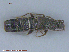  ( - UAM:Ento:214033)  @13 [ ] CreativeCommons - Attribution Non-Commercial No Derivatives (2015) Derek Sikes University of Alaska Museum