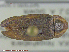  (Ellychnia sp - UAM:Ento:214014)  @12 [ ] CreativeCommons - Attribution Non-Commercial No Derivatives (2014) Derek Sikes University of Alaska Museum