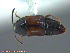  ( - UAM:Ento:221786)  @11 [ ] CreativeCommons - Attribution Non-Commercial No Derivatives (2014) Derek Sikes University of Alaska Museum