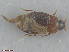  (Proteinus limbatus - UAM:Ento:221819)  @11 [ ] CreativeCommons  Attribution Non-Commercial No Derivatives (2016) Derek Sikes University of Alaska Museum