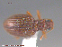  ( - UAM:Ento:224616)  @11 [ ] CreativeCommons - Attribution Non-Commercial No Derivatives (2015) Derek Sikes University of Alaska Museum