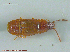  (Phyllodrepa strigipennis - UAM:Ento:215752)  @14 [ ] CreativeCommons - Attribution Non-Commercial No Derivatives (2014) Derek Sikes University of Alaska Museum