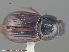  ( - UAM:Ento:231453)  @13 [ ] CreativeCommons - Attribution Non-Commercial No Derivatives (2015) Derek Sikes University of Alaska Museum