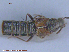  ( - UAM:Ento:232373)  @13 [ ] CreativeCommons - Attribution Non-Commercial No Derivatives (2015) Derek Sikes University of Alaska Museum