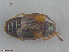  ( - UAM:Ento:232428)  @11 [ ] CreativeCommons  Attribution Non-Commercial No Derivatives (2016) Derek Sikes University of Alaska Museum