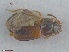  ( - UAM:Ento:232427)  @11 [ ] CreativeCommons  Attribution Non-Commercial No Derivatives (2016) Derek Sikes University of Alaska Museum