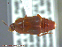  ( - UAM:Ento:230053)  @11 [ ] CreativeCommons - Attribution Non-Commercial No Derivatives (2014) Derek Sikes University of Alaska Museum