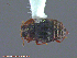  ( - UAM:Ento:230158)  @13 [ ] CreativeCommons - Attribution Non-Commercial No Derivatives (2014) Derek Sikes University of Alaska Museum