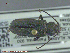  ( - UAM:Ento:236996)  @13 [ ] CreativeCommons - Attribution Non-Commercial No Derivatives (2014) Derek Sikes University of Alaska Museum